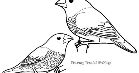 10 Gambar Burung Merpati Lucu Dan Unik Untuk Mewarnai Ayo Mewarnai