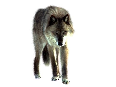 Png Wolf By Itsdura On Deviantart