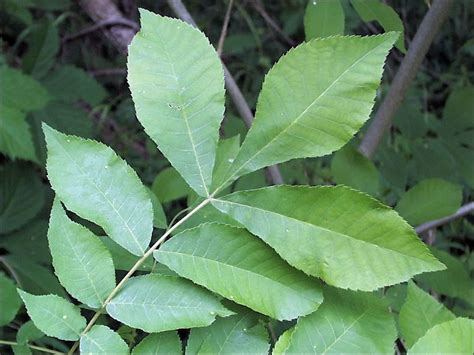 Hickory Tree Leaves Click On A Thumbnail Image Below To View A Larger