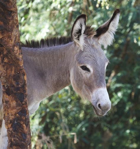 Portrait Of A Donkey Stock Photo Image Of Animal Mammal 17643094