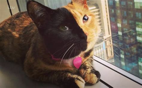 Two Faced Cat Goes Viral With Video Proving She Is Natural