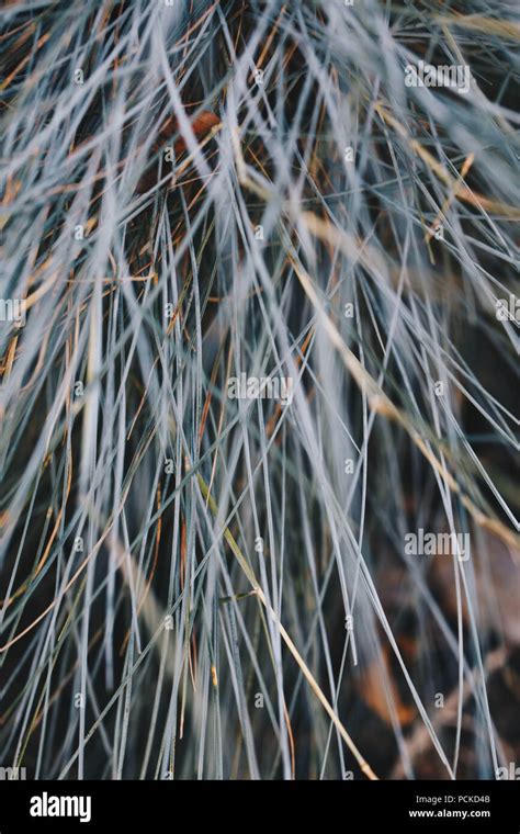 Tall Fescue Grass Hi Res Stock Photography And Images Alamy
