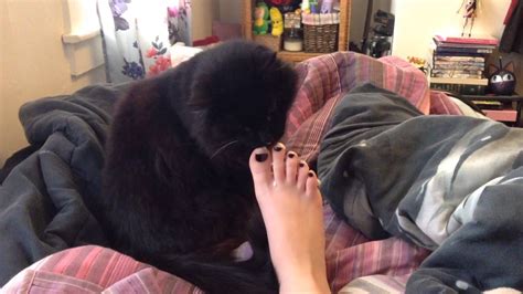 cat licking foot youtube