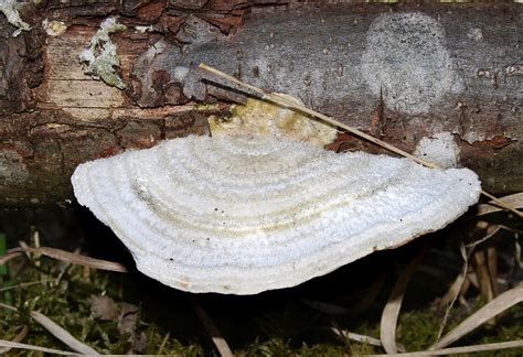 turkey tail mushroom identification and uses
