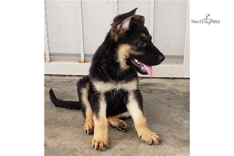 Bi Color M German Shepherd Puppy For Sale Near Phoenix Arizona