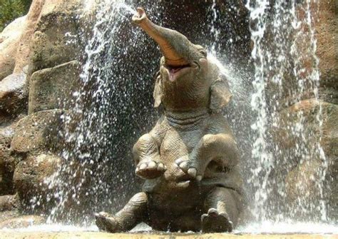Joyful Elephant Happy Animals Animals And Pets Funny Animals Cute