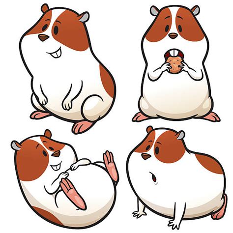 Royalty Free Hamster Clip Art Vector Images And Illustrations Istock