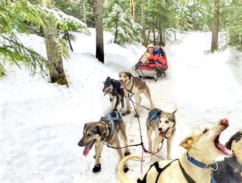 Dog Sledding Adventure In Whistler Intelligent Journeys