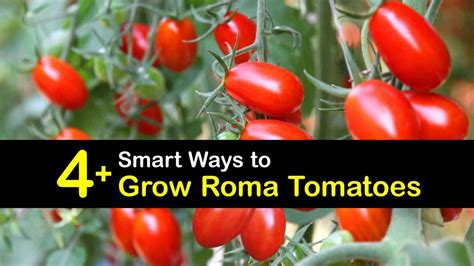 4 Smart Ways To Grow Roma Tomatoes