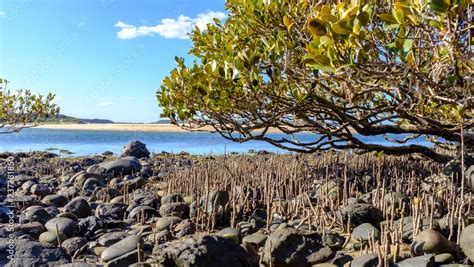 australian grey mangrove avicennia marina tree on rocky beach mangroves provide natural