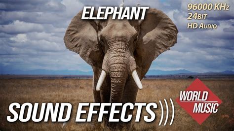 Elephant Sound Effects Hd Youtube
