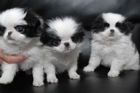 Where Can I Buy A Japanese Chin