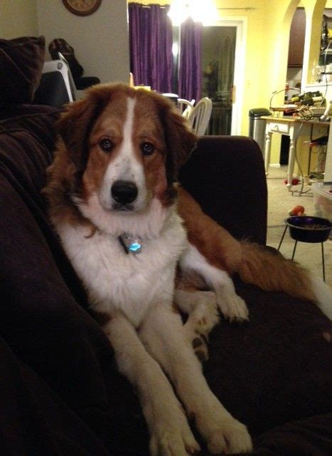 Great Bernese Great Pyrenees And Bernese Mountain Dog Also Call Ozark