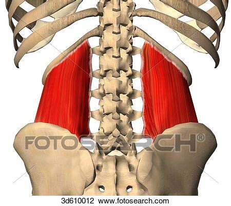 Hip extension and knee flexion. Posterior view of the hip and lower back region illustrating the quadratus lumborum muscles and ...