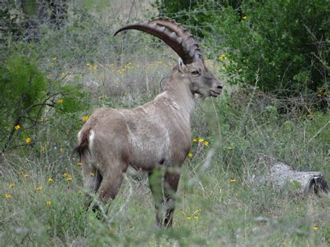 Texas Trophy Alpine Ibex Hunts Star S Ranch