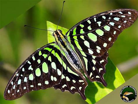 This is a list of butterfly species found in the kerala, india. List of Butterflies in Kerala | Malabar Hornbill Holidays
