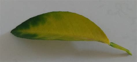 Citrus Yellowing And Falling Of Lime Tree Leaves Gardening