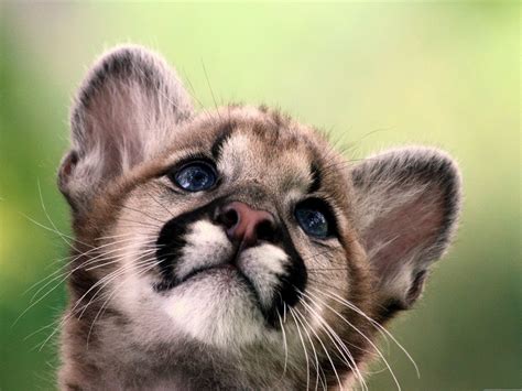 cute cougar cub wildlife wallpaper preview