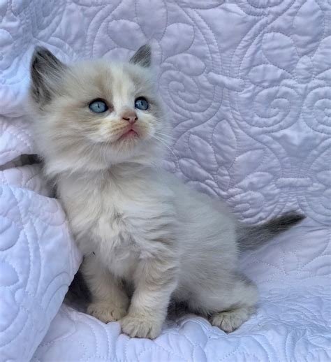 Meet Bella The Ragdoll Raww