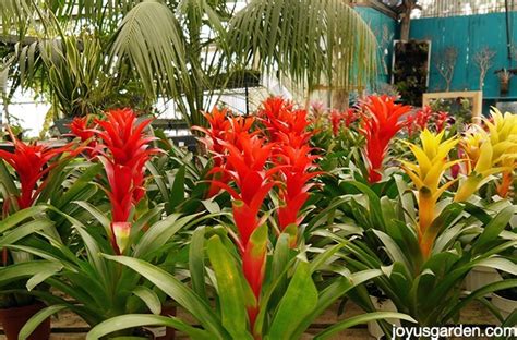 Caring For Bromeliads What You Need To Know To Grow Them Indoors