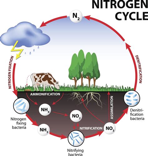 Nitrogen Cycle Steps Of Nitrogen Cycle Online Biology Notes