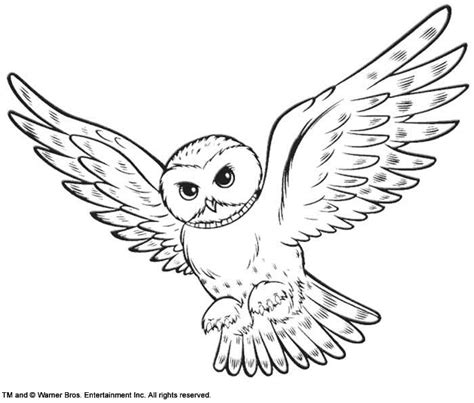 In addition to delivering mail, the typical use owls are put to, hedwig was also a close companion to harry. Coloring Snowy Owl Hedwig picture