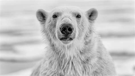 The Best Time To See Polar Bears Natural World Safaris