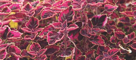 Guide To Growing Sun Coleus Planting And Caring For Sun Coleus
