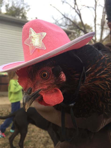Chicken Wearing A Cowboy Hat Chicken Pictures Chicken Hats Chicken