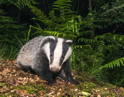 A Male Badger Is Called A Boar A Female Is A Sow And The Young Are
