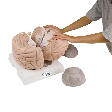 Anatomical Teaching Models Plastic Human Brain Models Giant Brain Model