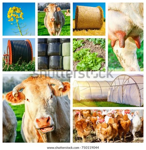 Collage Representing Several Farm Animals Farmland Stock Photo