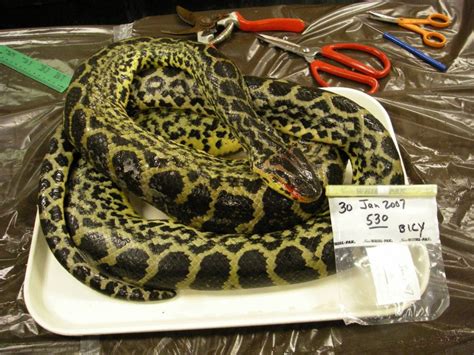 Yellow Anaconda Facts And Pictures