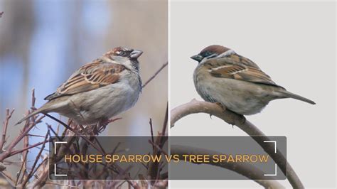 Bird Species Comparison House Sparrow Vs Tree Sparrow Youtube