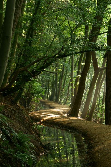 Terbaru 21 Magical Forest Path