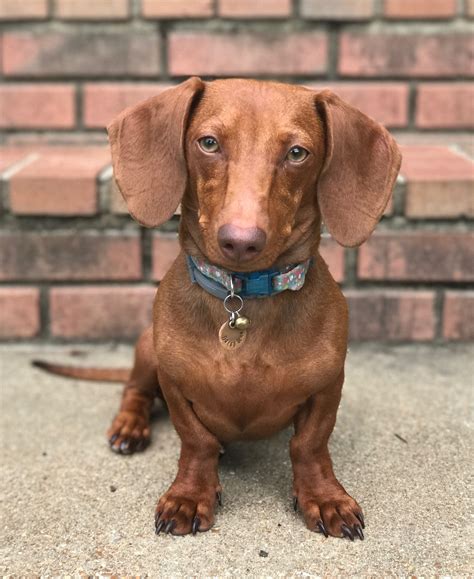 27 Shorthaired Dachshund Picture Bleumoonproductions