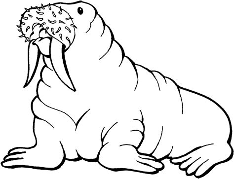 Walrus Coloring Coloring Pages