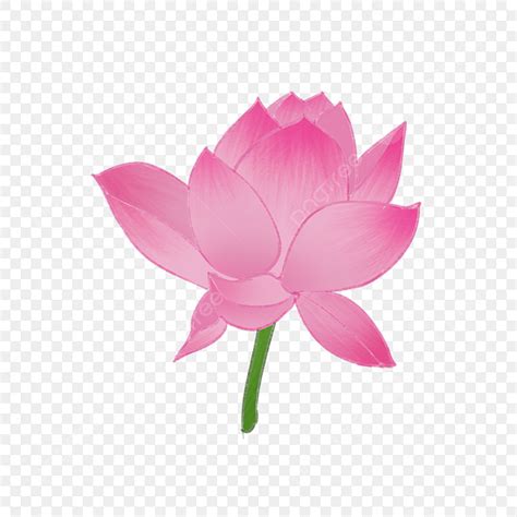 Chinese Lotus Flower Clip Art