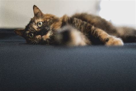 7 Fascinating Facts About Tortoiseshell Cats Catster