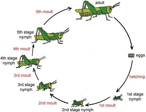 Shows The Life Cycle Of The Grasshopper Whichdevelops In This Way