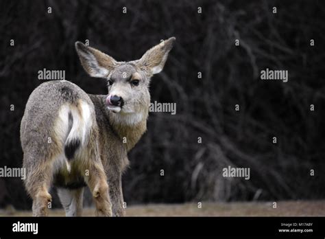 Funny Mule Deer Doe Hi Res Stock Photography And Images Alamy