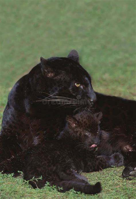 Black Panther Panthera Pardus Mother And Cub Laying On Grass Stock