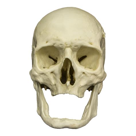 Replica Human Elderly European Male Skull For Sale Skulls Unlimited