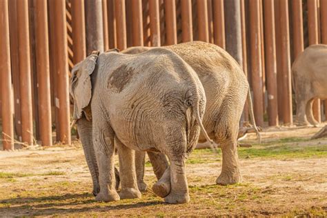 Group Of Elephants Walk Around The Enclosure At The Zoo At Sunset