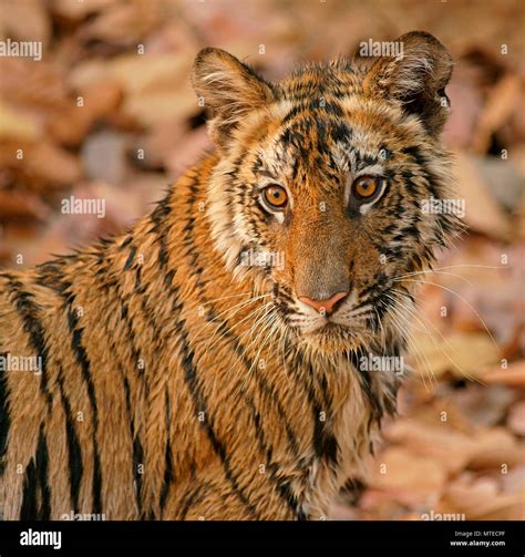 Bengal Tiger Panthera Tigris Tigris Kitten Animal Portrait