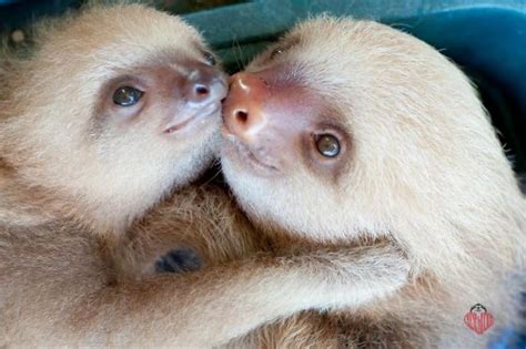 10 Amazing Facts About Sloths The Paws