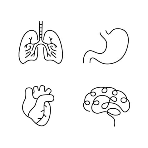 Premium Vector Lungs Stomach Heart Brain Outline Human Organs