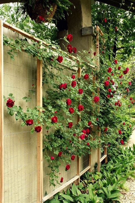 Impressive 20 Diy Trellis Design Ideas For Your Garden Wall Climbing