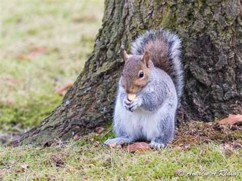 Male Eastern Gray Squirrel Eating Acorns Downtown Bellingh Flickr