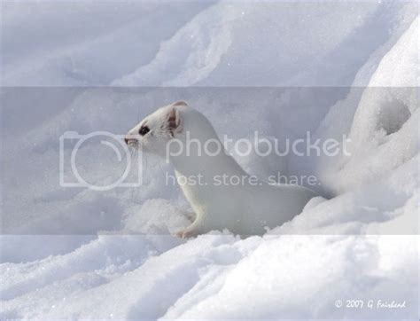 Ermine Short Tailed Weasel 4 Shots Wildlife In Photography On